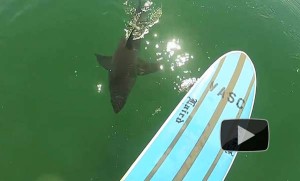 Shark_sighting_el_Porto_ManhattanBeach