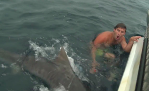 Action Sports Daily Tiger Shark Attack Mad Hueys Shaun Harrington Dean Harrington