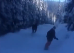 moose_snowboarders