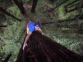 Chris Sharma Climbs Redwood 1