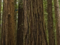 Chris Sharma Climbs Redwood 10
