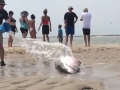 Great White Beach Rescue - Chatham, MA - July 14, 2015