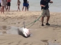 Great White Beach Rescue - Chatham, MA - July 14, 2015