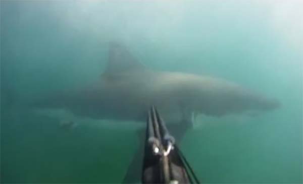 Great White Shark Attack Spearfisherman