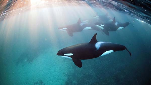 RED BULL FREEDIVING ORCAS